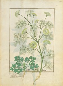 Persil et fenouil, illustration du Livre des simples médecines par Mattheaus Platearius 154r